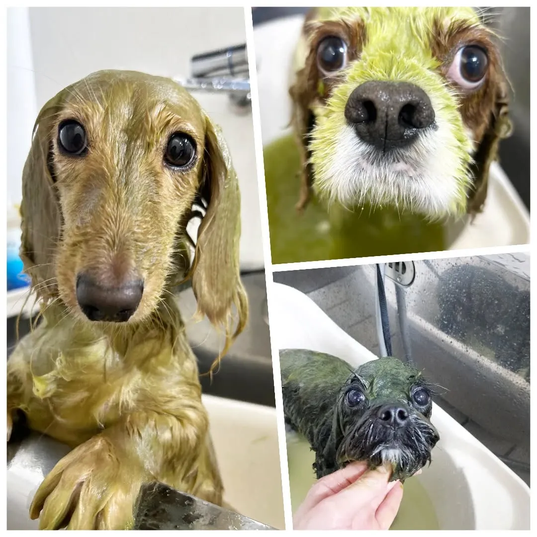 もみじちゃんが3頭揃いました🥰