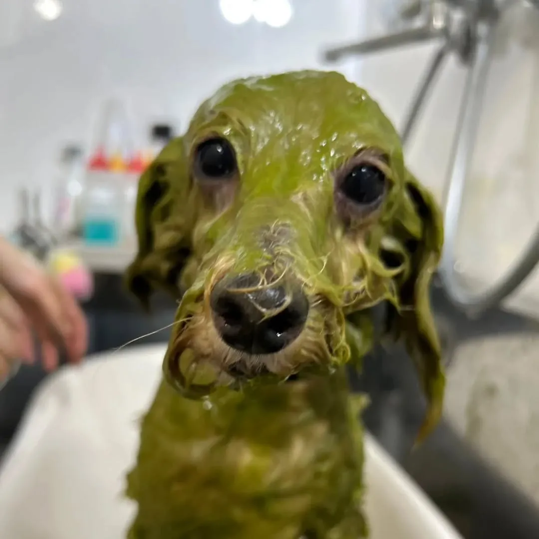 ふんわりもこもこになりました✨