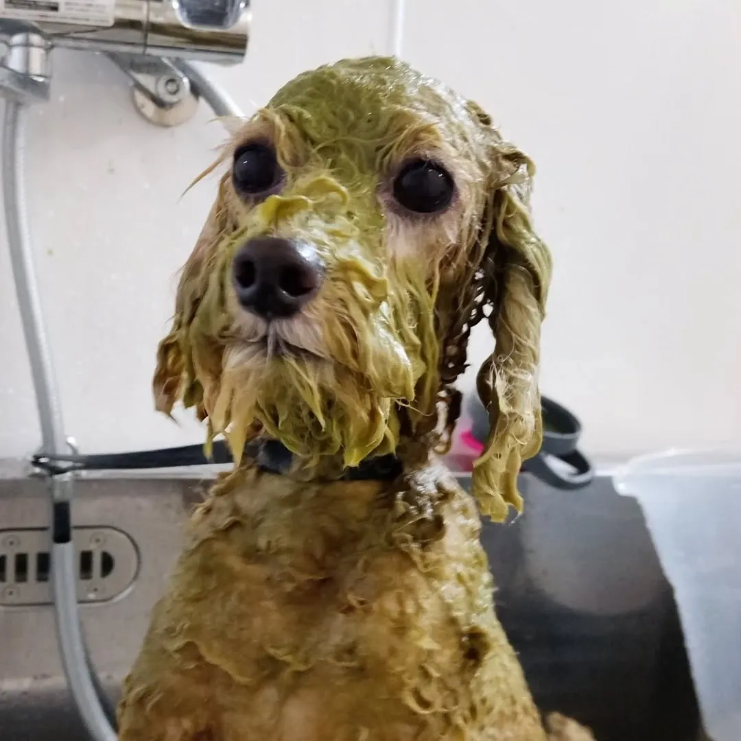 ハーブパックでハリコシ🆙✨