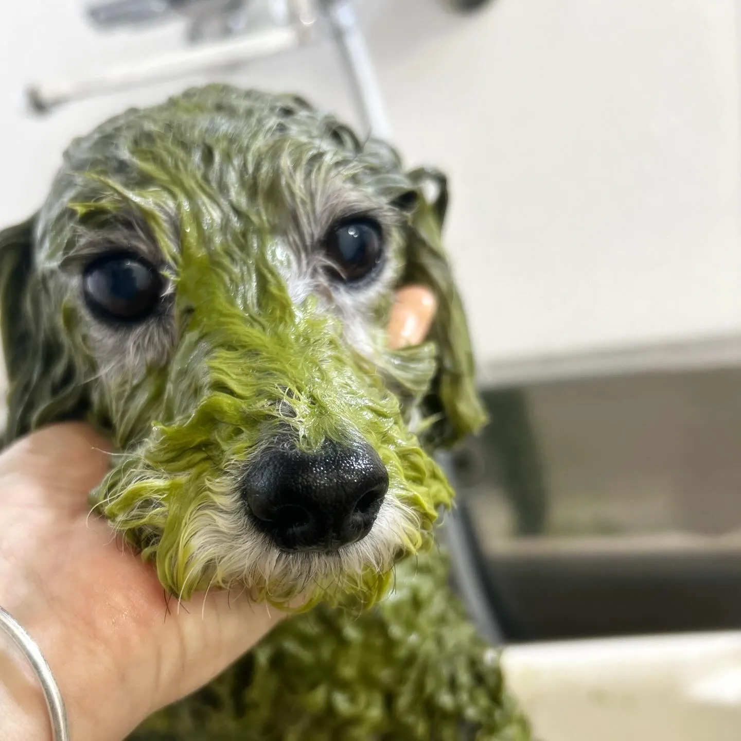 アーユルヴェーダハーブ🌿