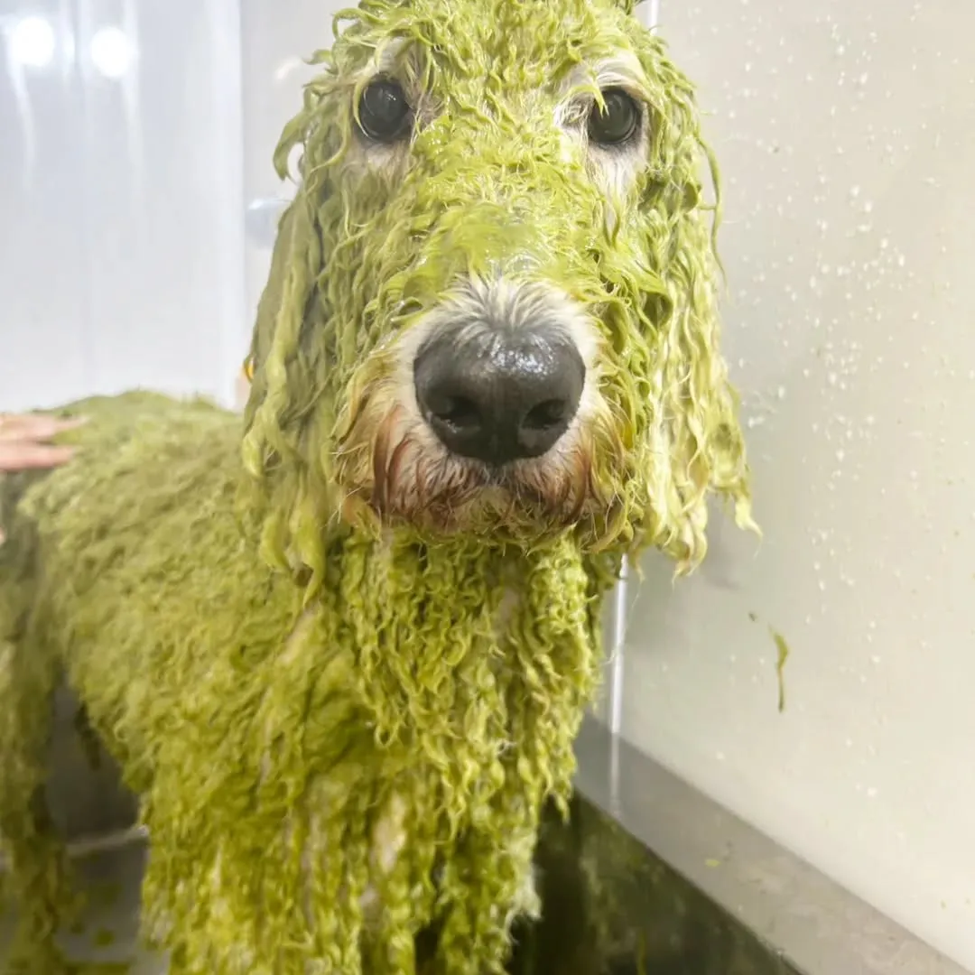 アーユルヴェーダハーブパック♡