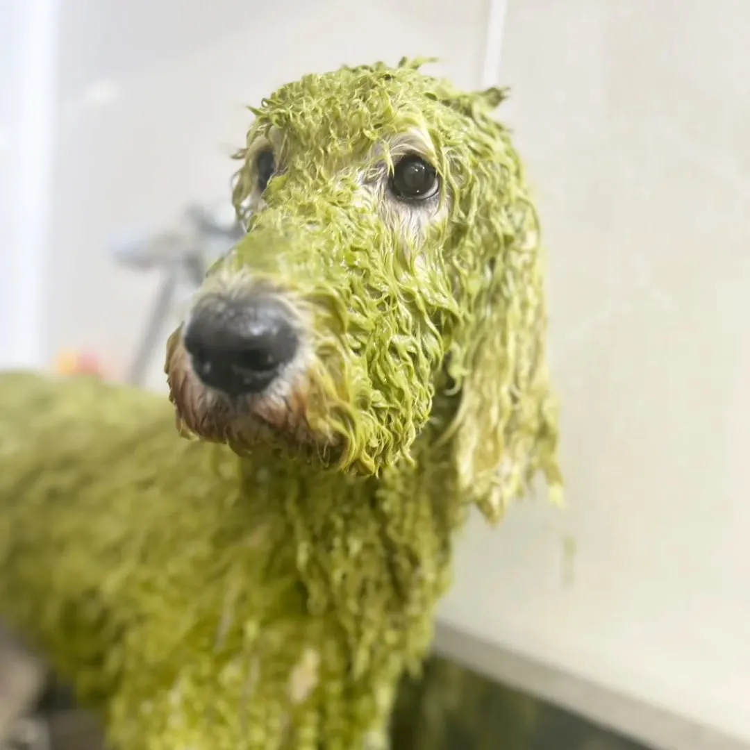 アーユルヴェーダハーブパック♡