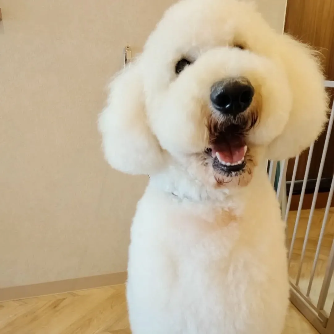 アーユルヴェーダハーブパック♡