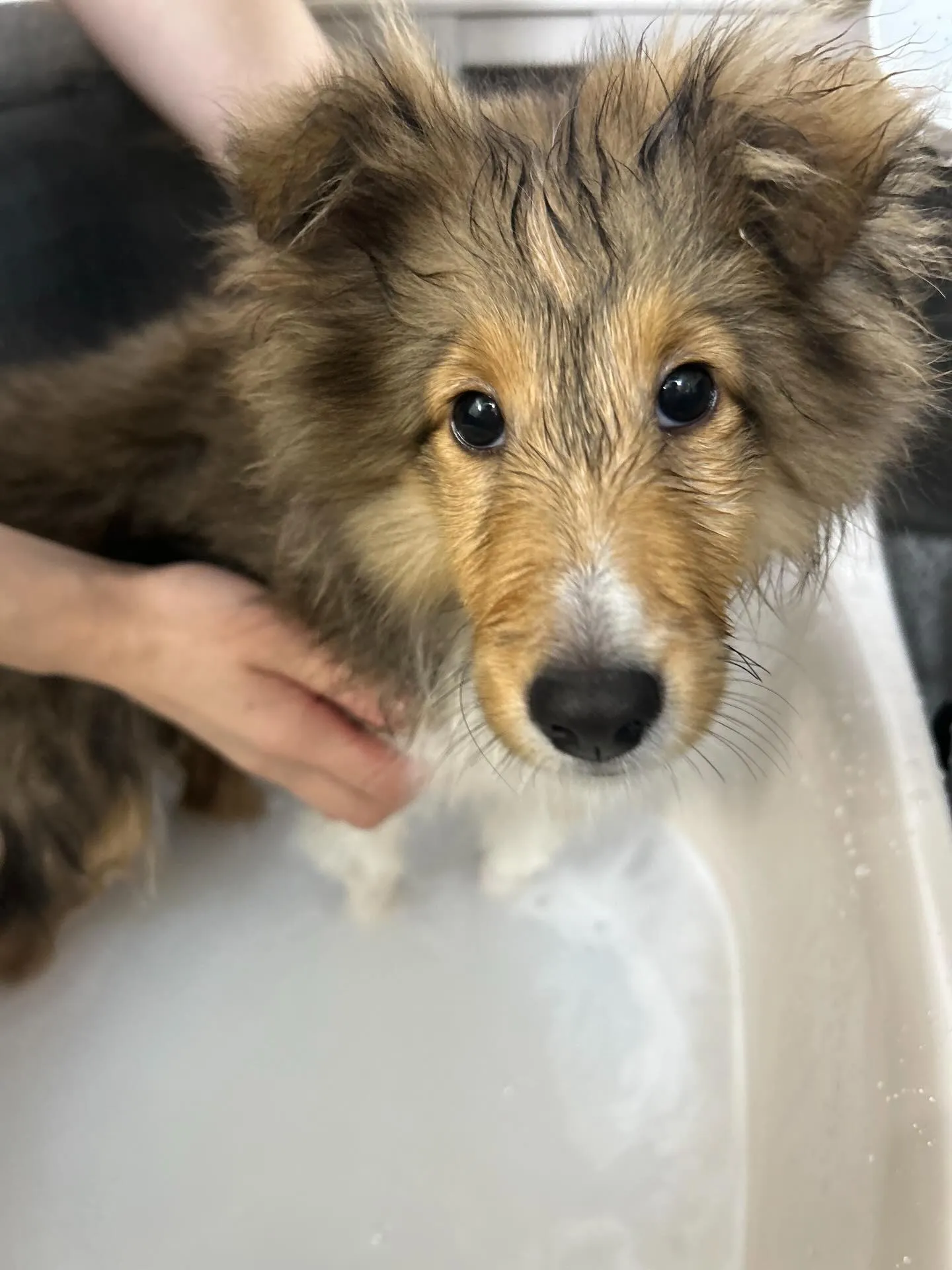 ダーマモイストバス