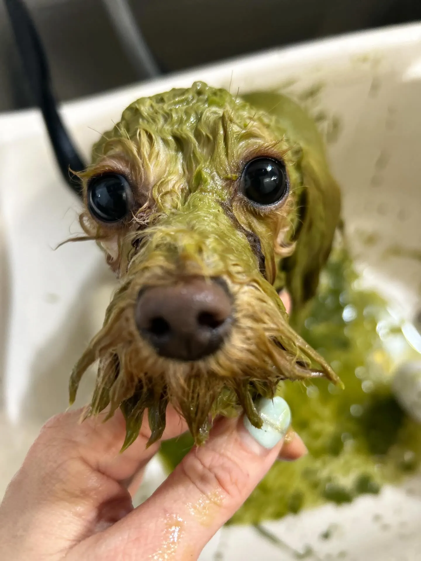 ハーブパック🌿