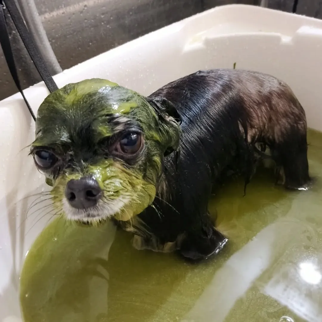 ハーブパック🌿