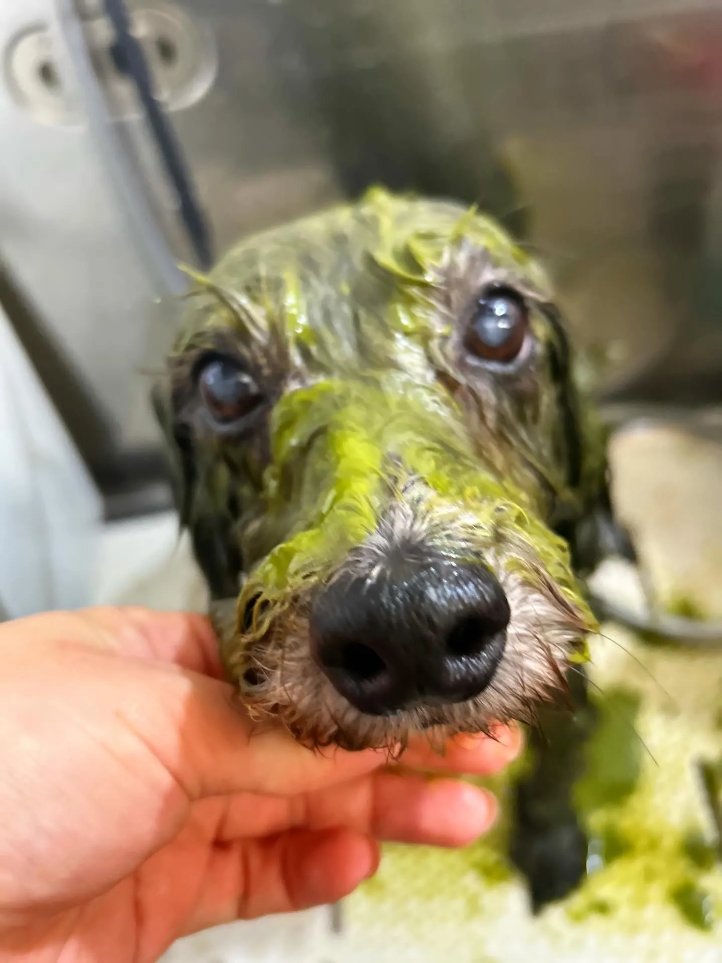 ハーブパック🌿