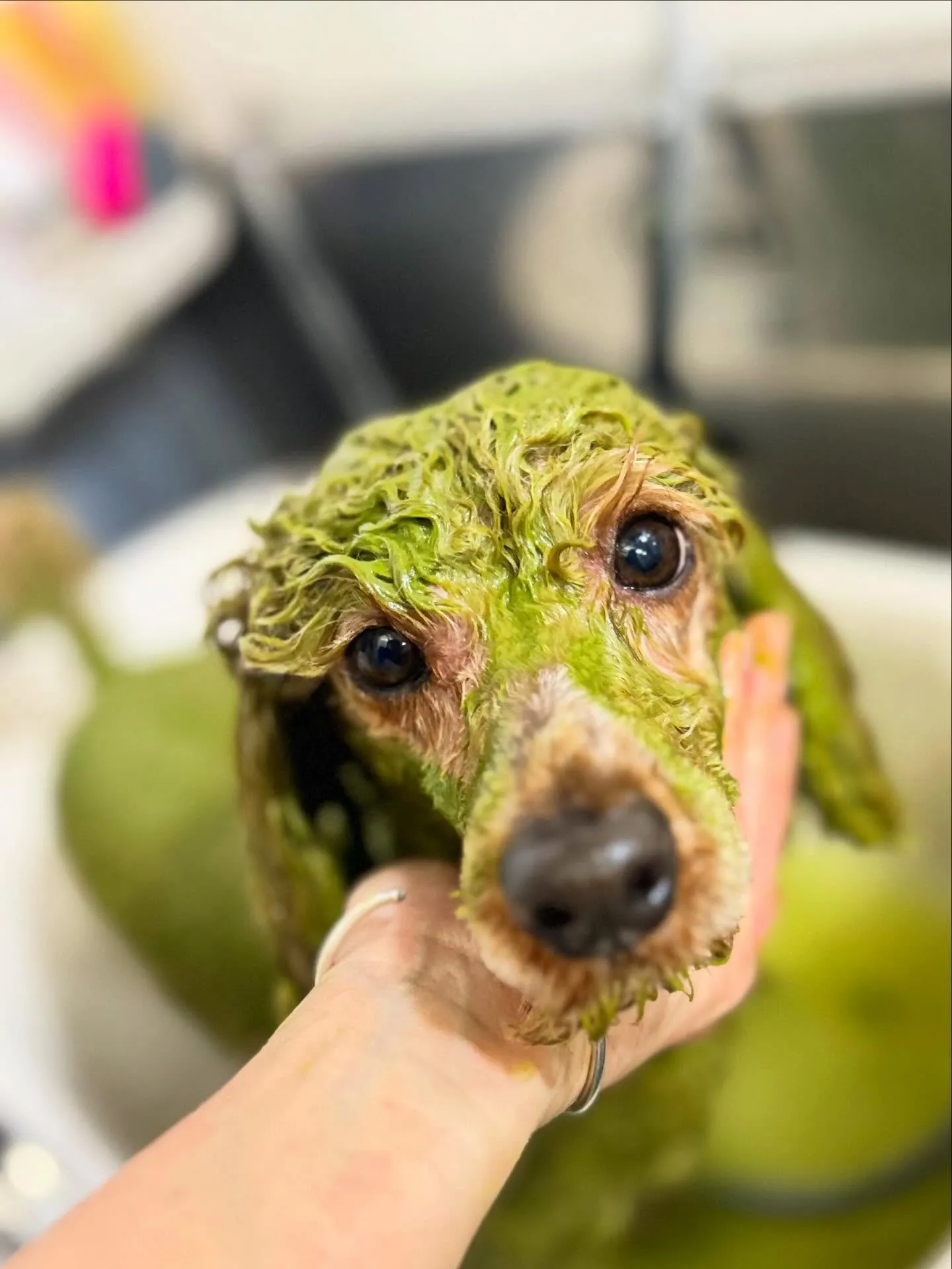 ハーブパック🌿