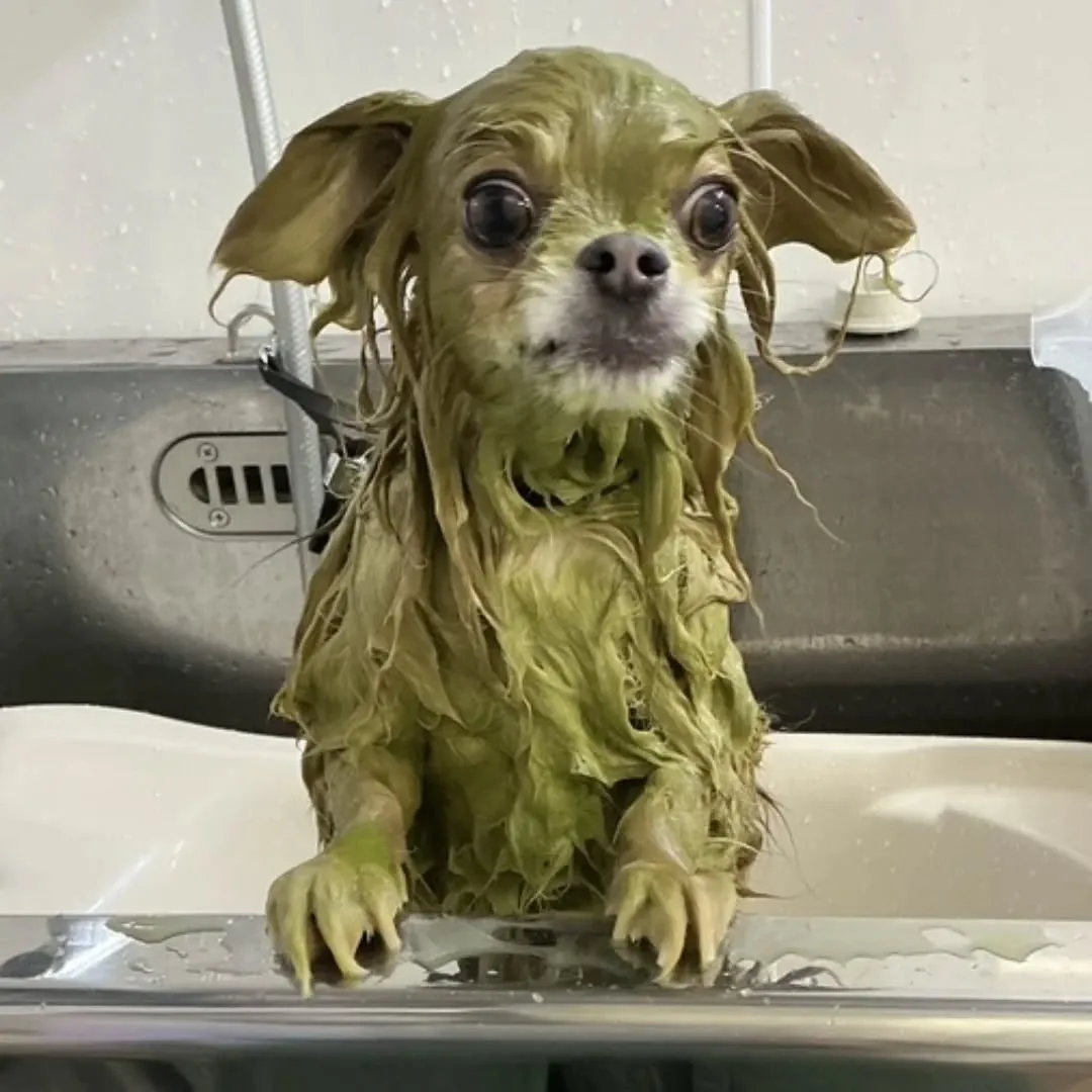 ハーブパック🌿