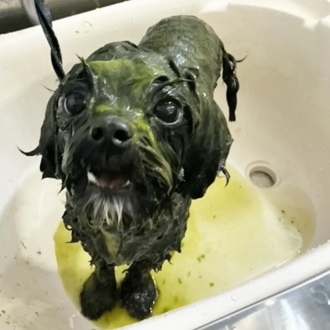 ハーブパック🌿