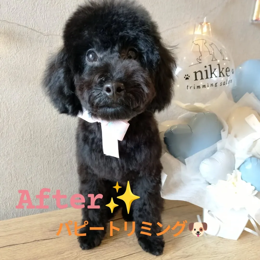 ファーストトリミング🐶