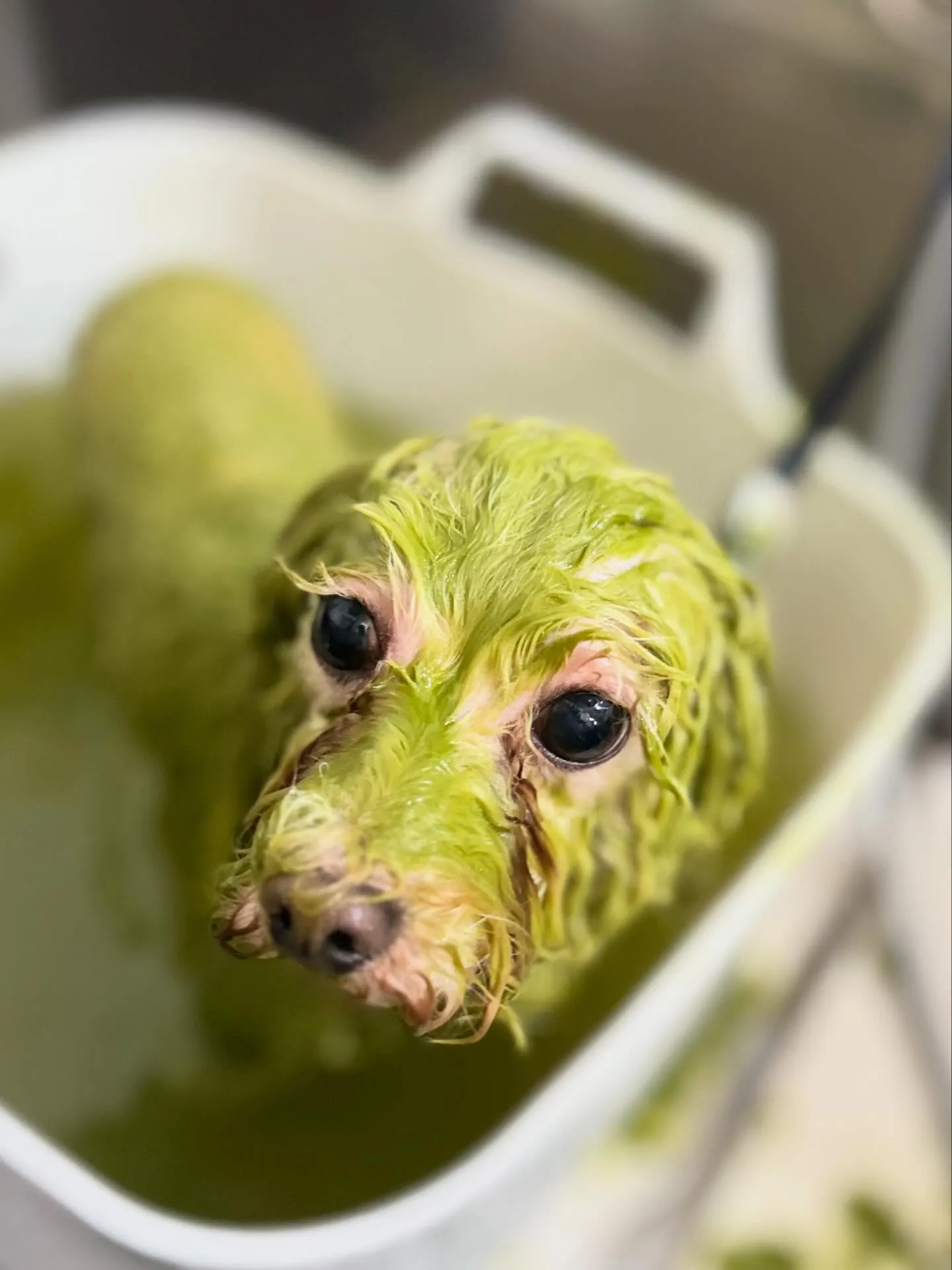 ハーブパック🌿