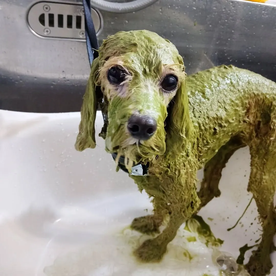 ハーブパック🌿