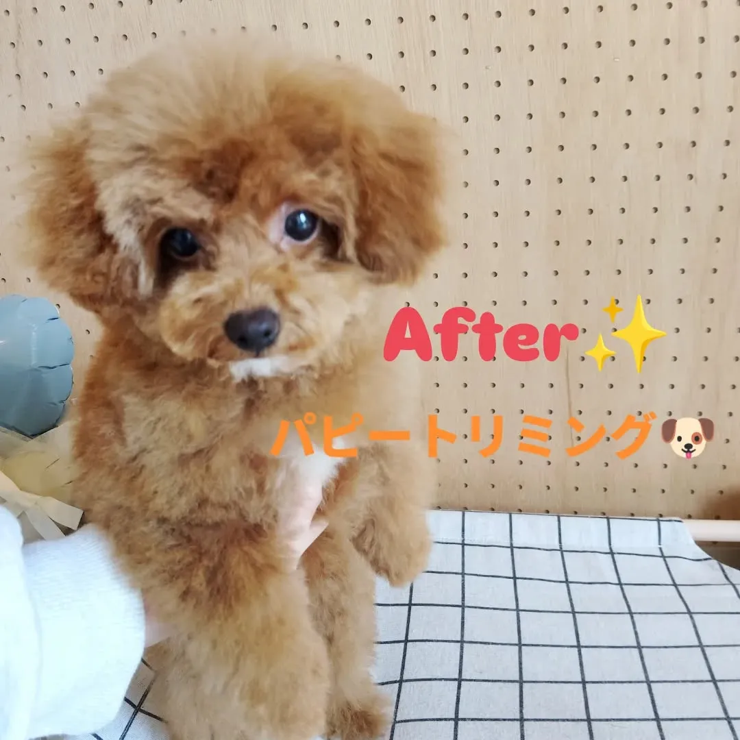 ファーストトリミング🐶