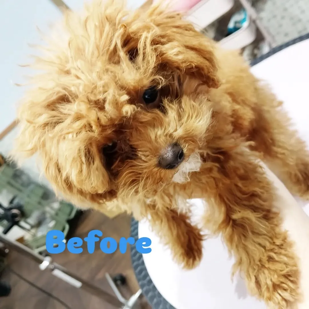 ファーストトリミング🐶