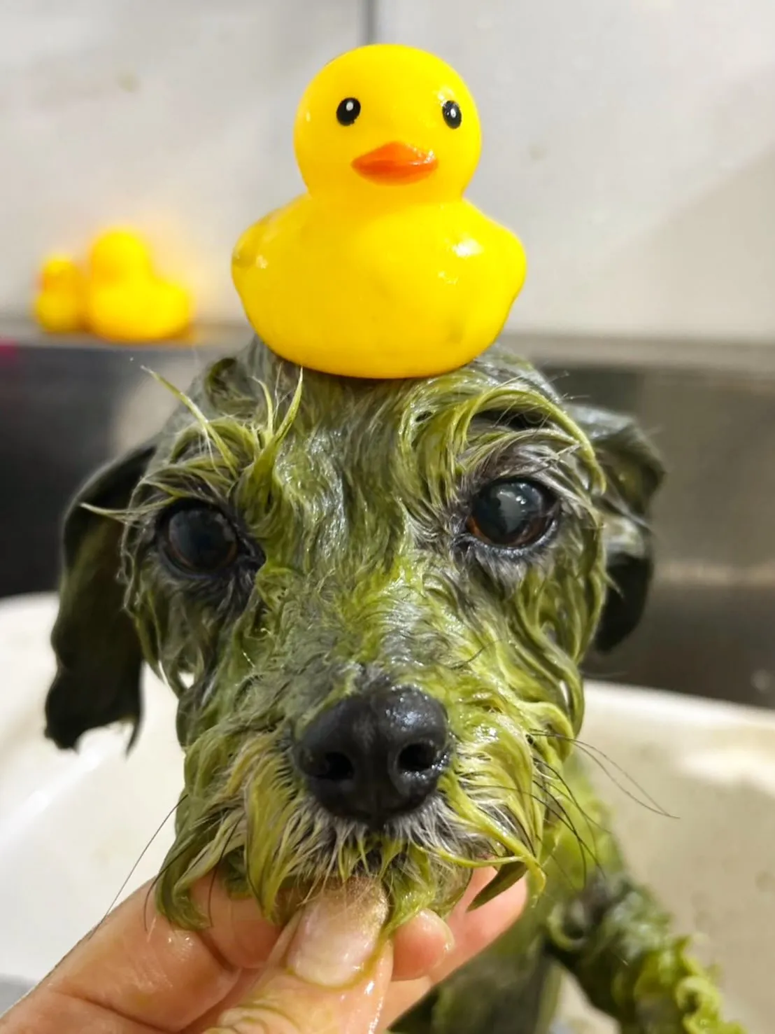 ハーブパック🌿