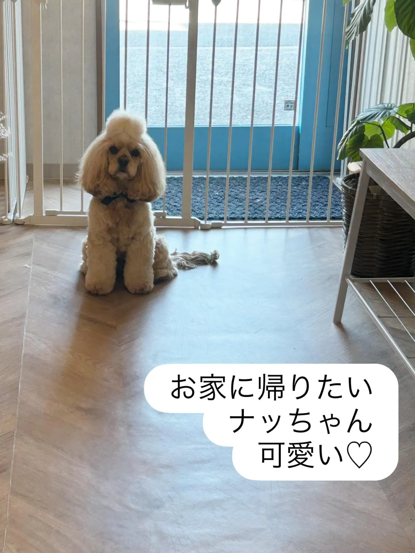 ハーブパック🌿