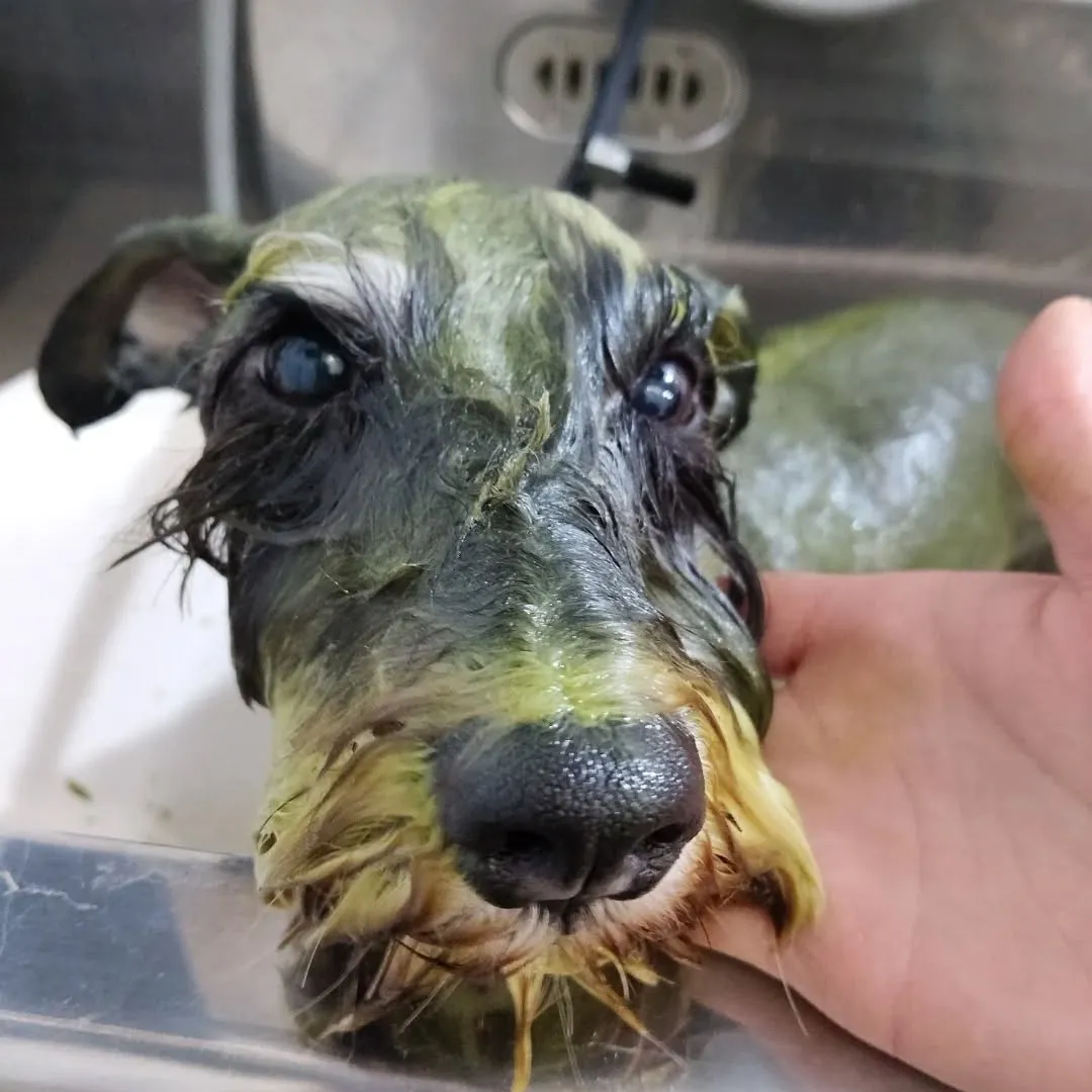 ハーブパック🌿