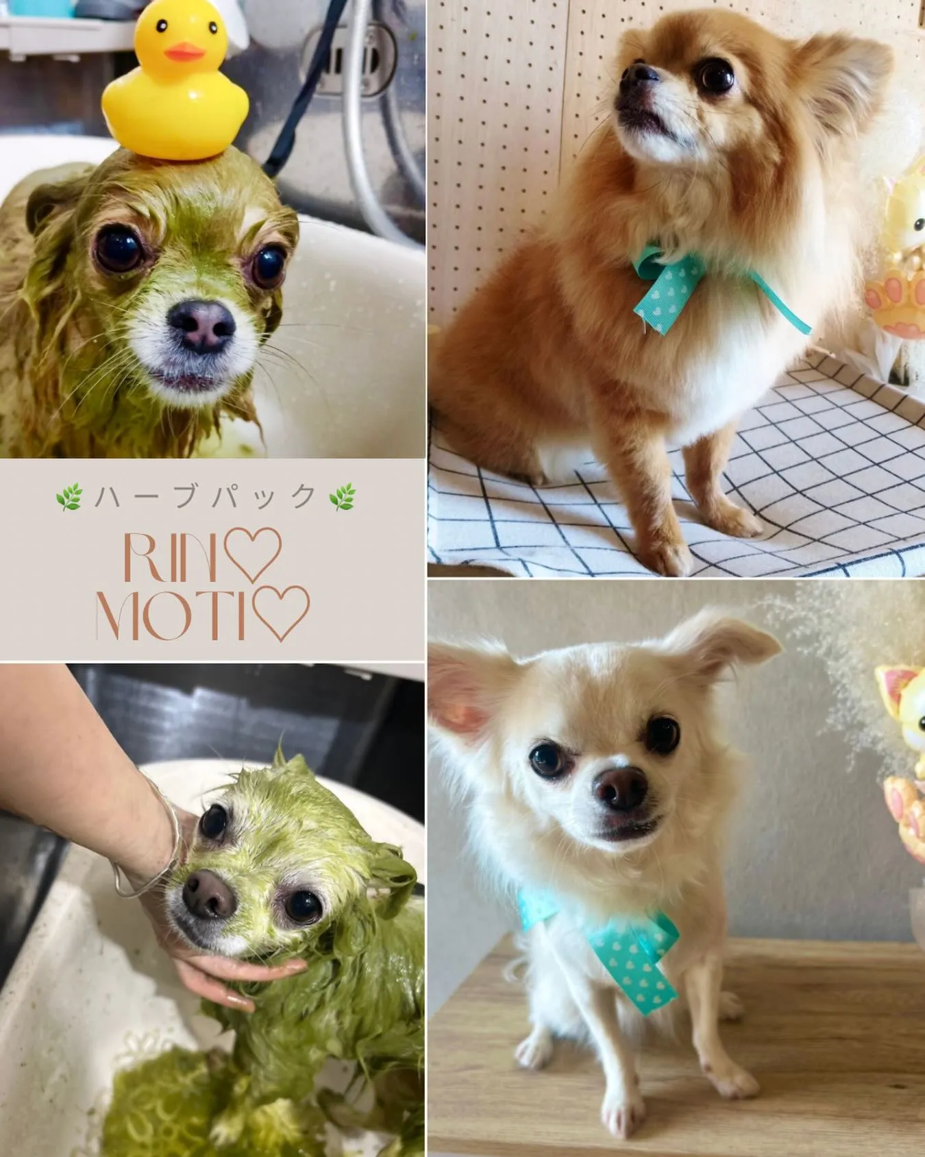 ハーブパック🌿