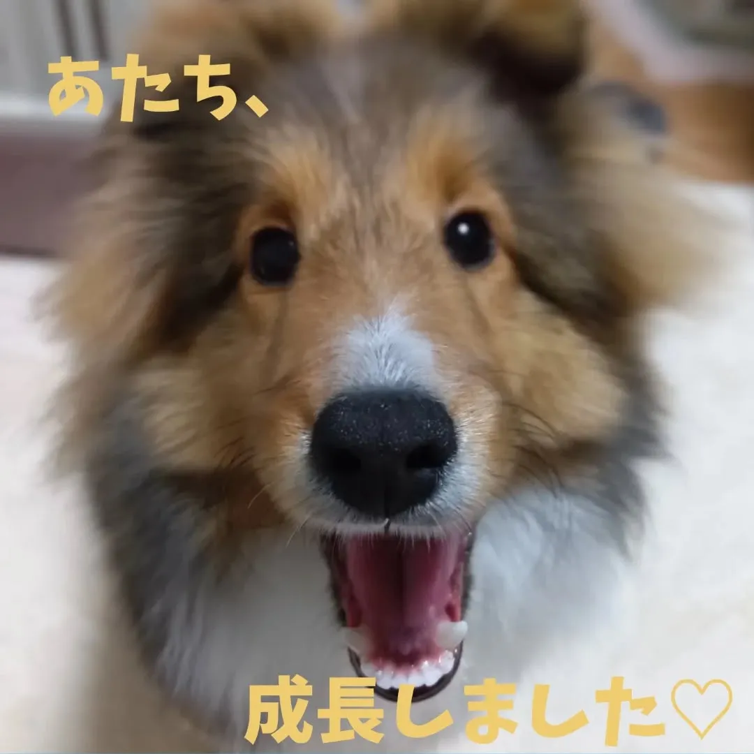 社会科トレーニング🐶✨️