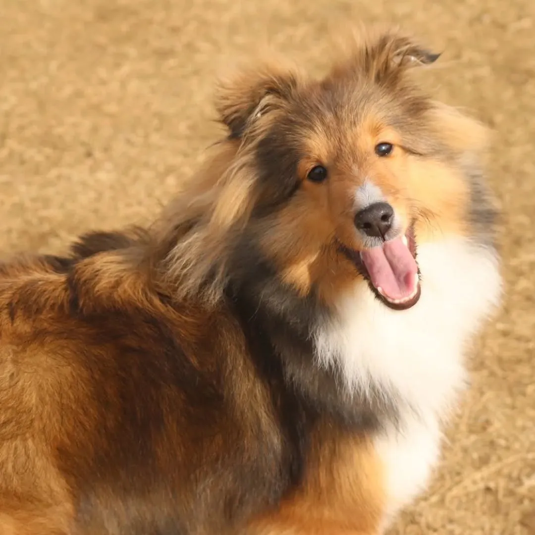 シェルティ会🐶
