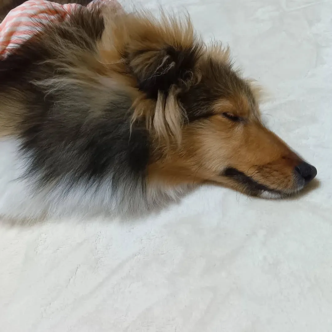 シェルティ会🐶