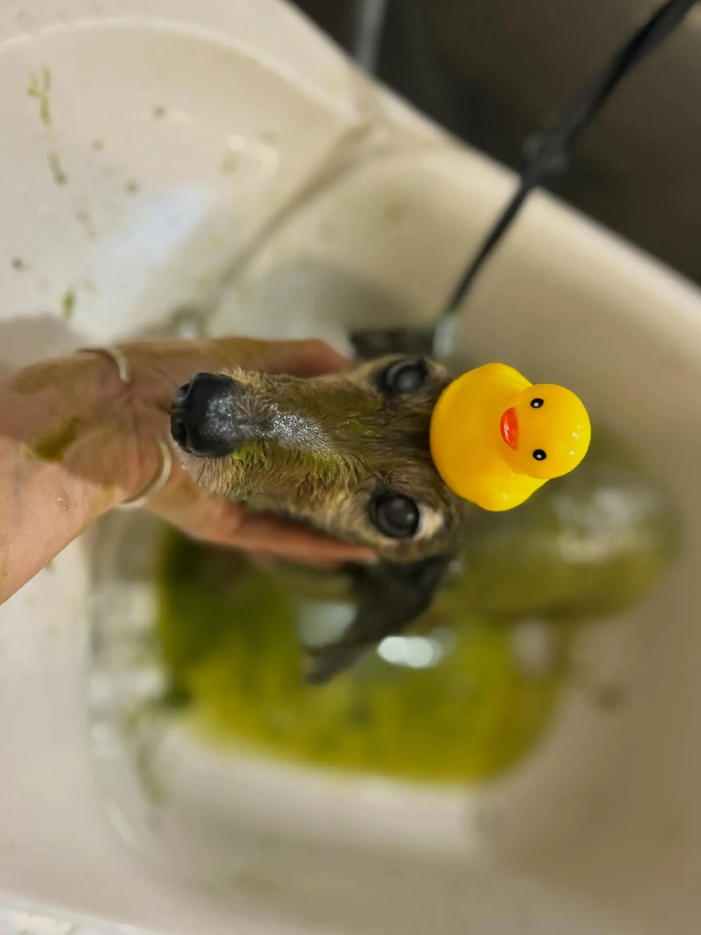 ハーブパック🌿