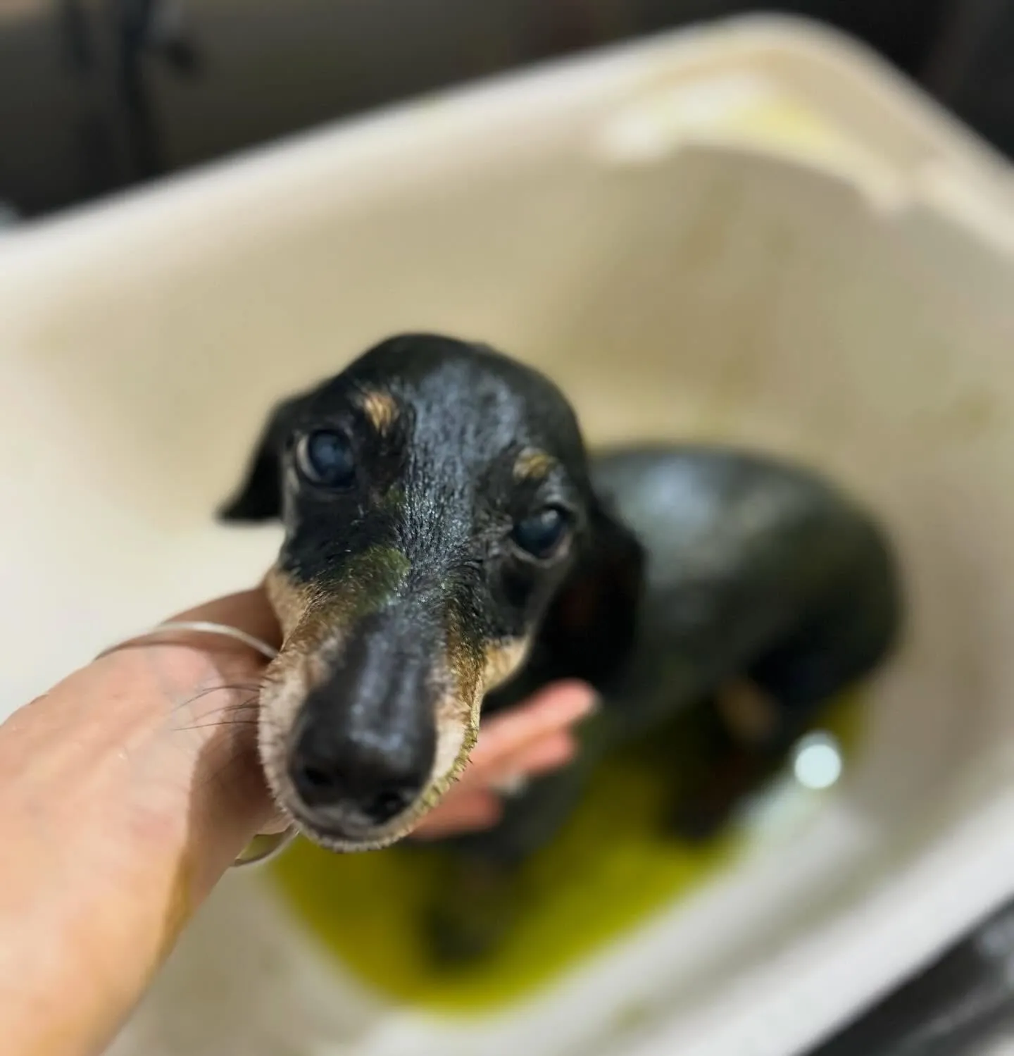 ハーブパック🌿