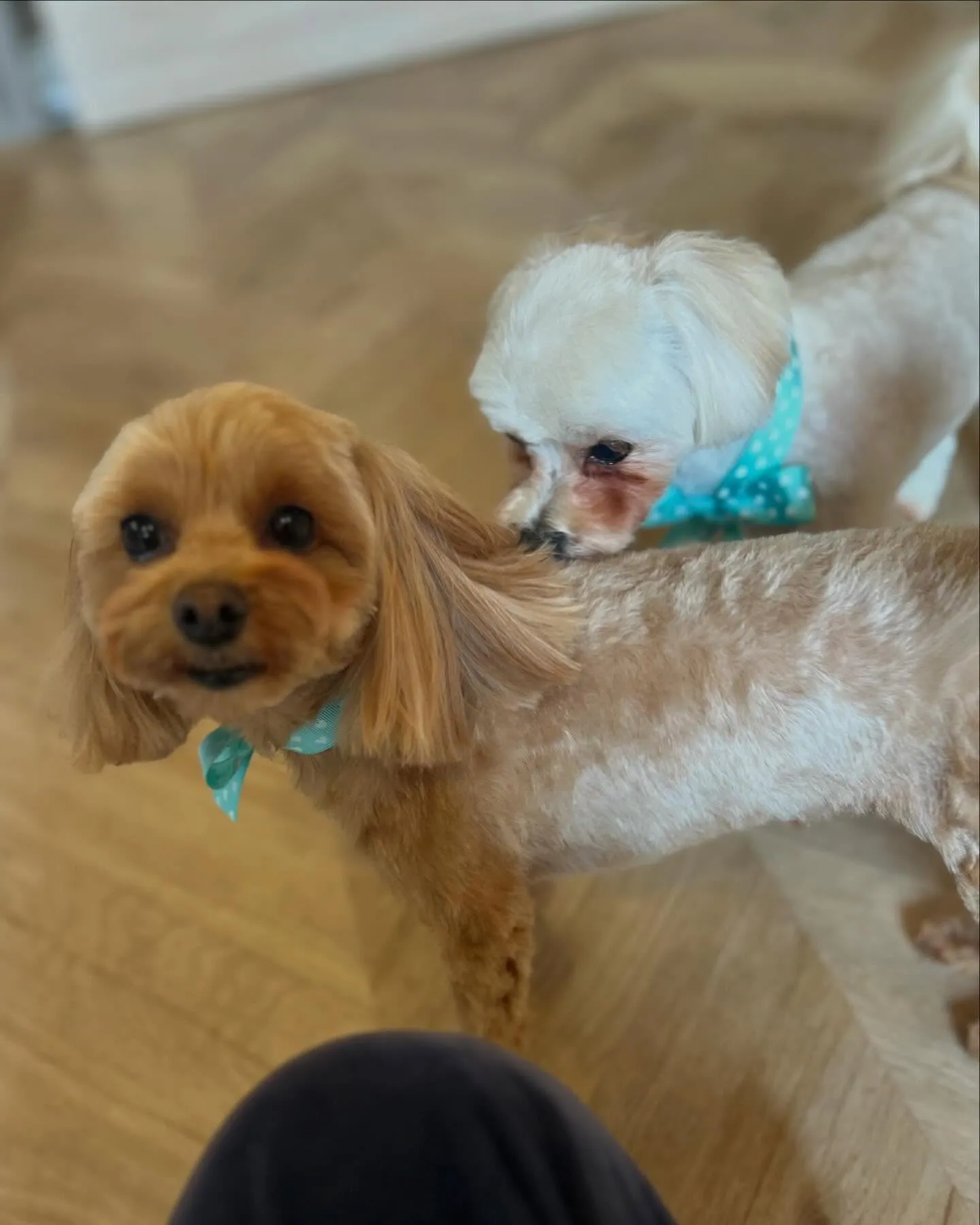 ハーブパック🌿