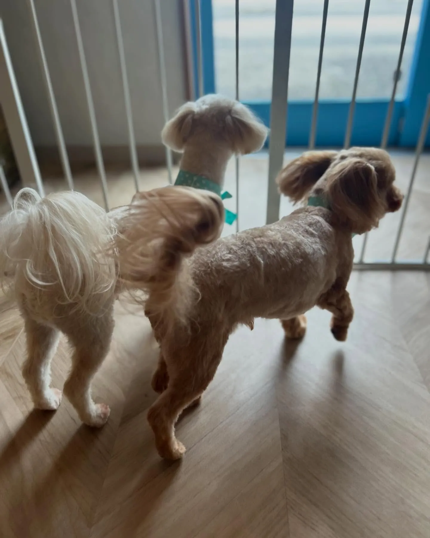 ハーブパック🌿