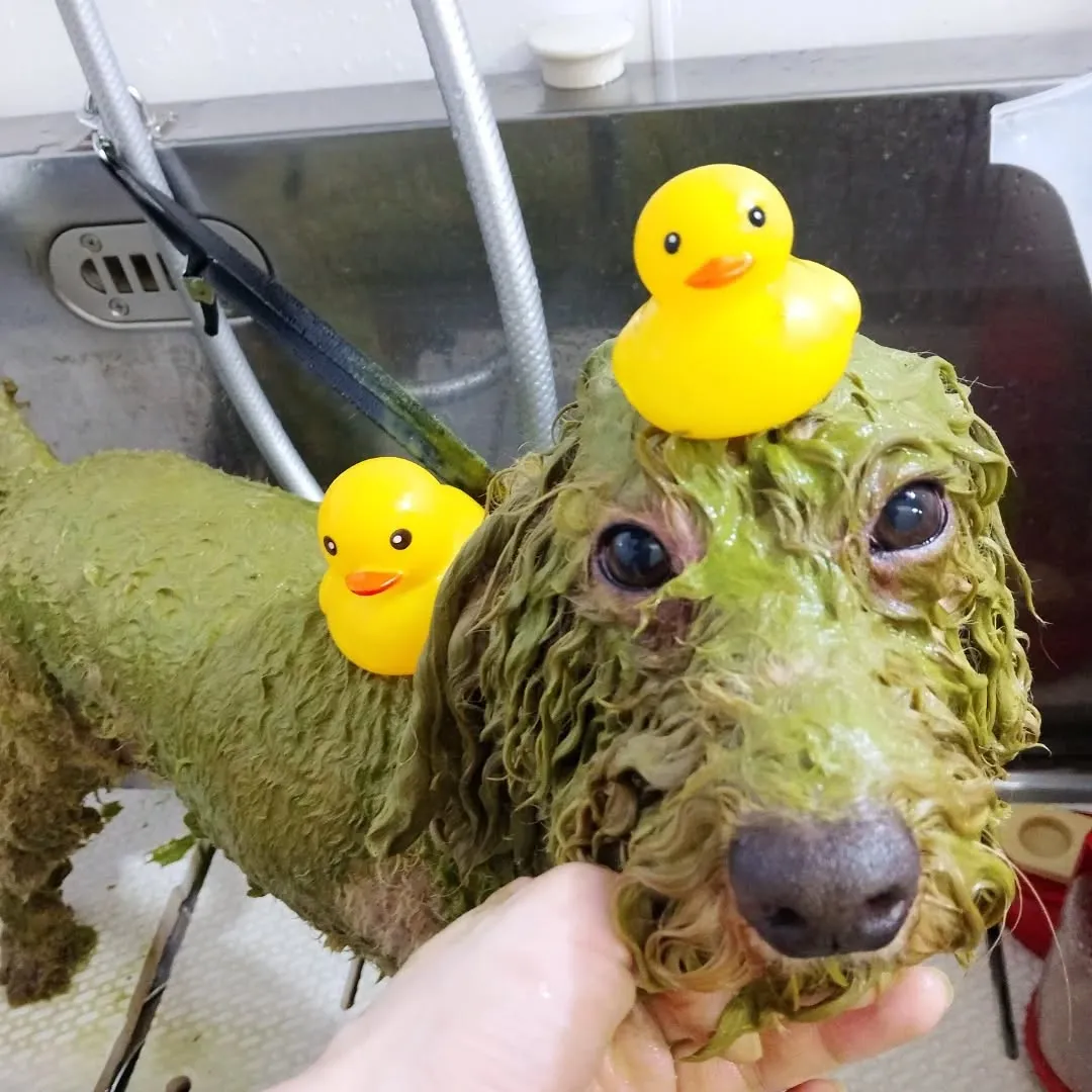 ハーブパック🌿