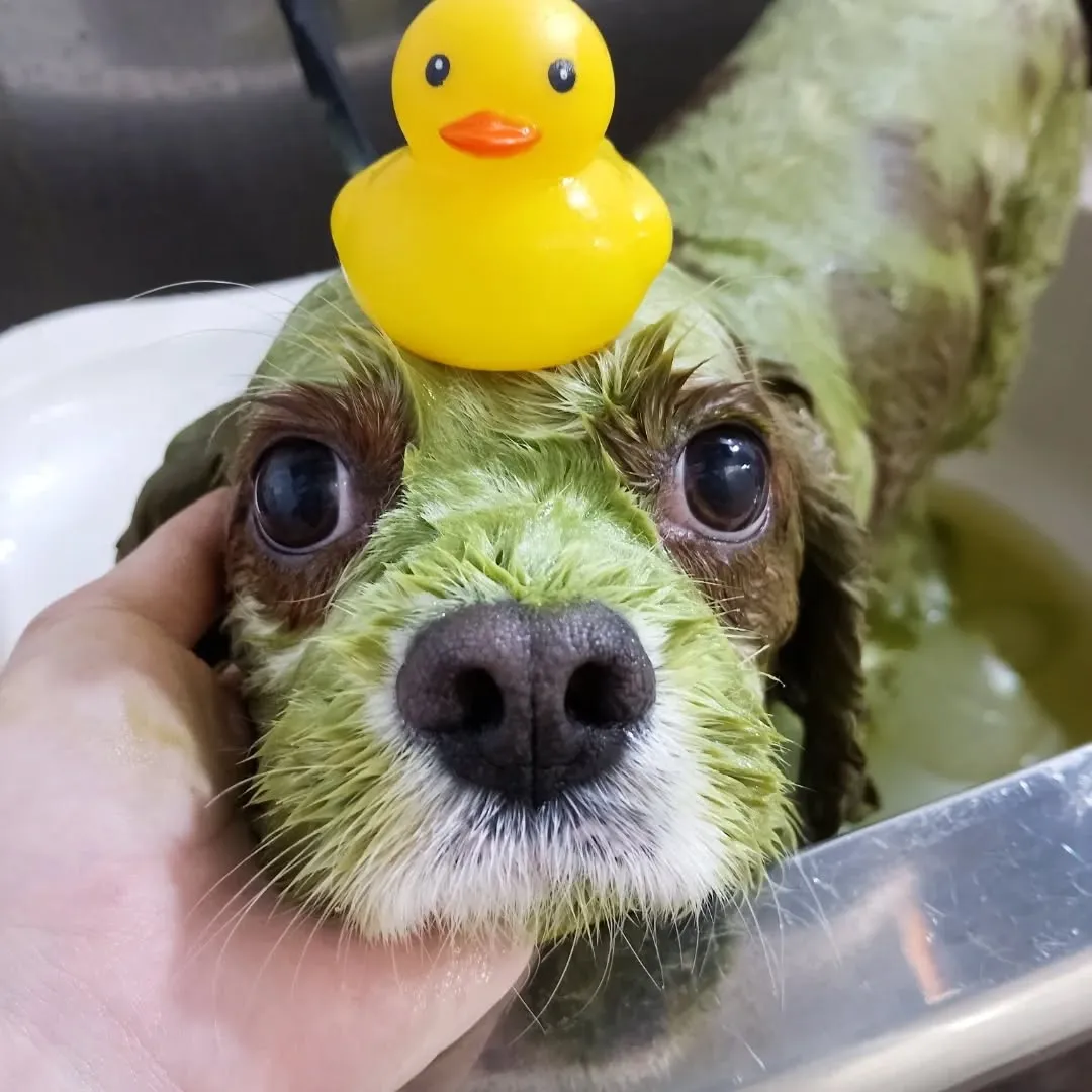 ハーブパック🌿