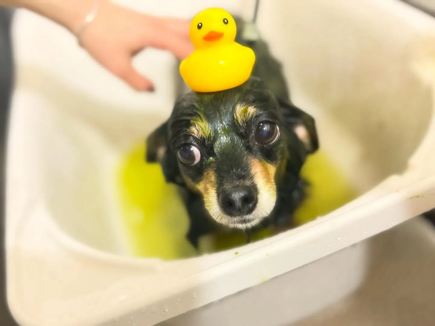 ハーブパック🌿