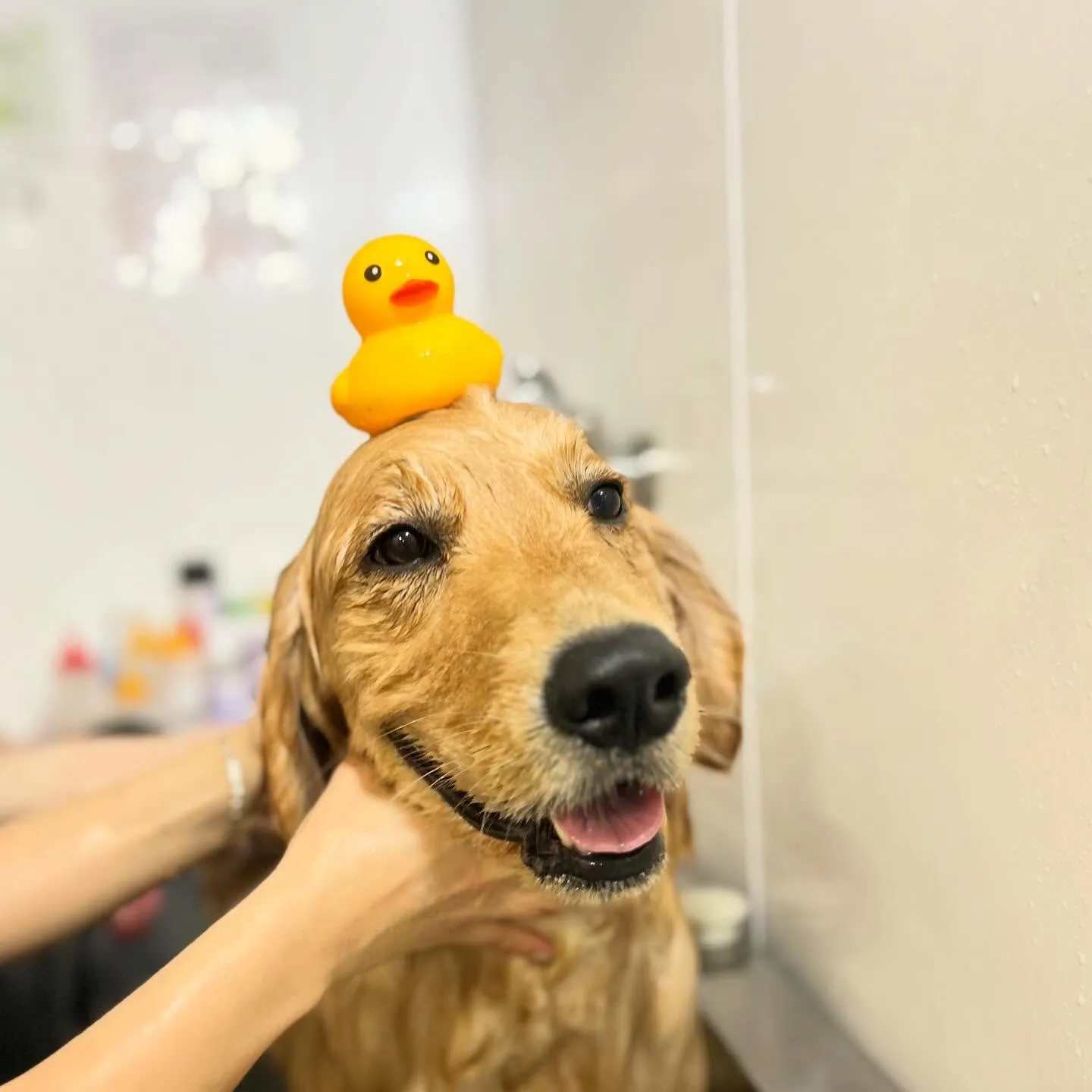 🐾成犬ファーストトリミング🐾