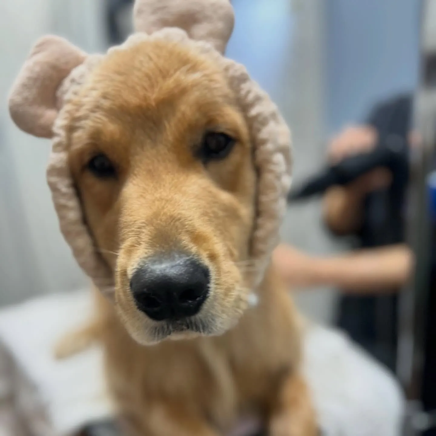 🐾成犬ファーストトリミング🐾