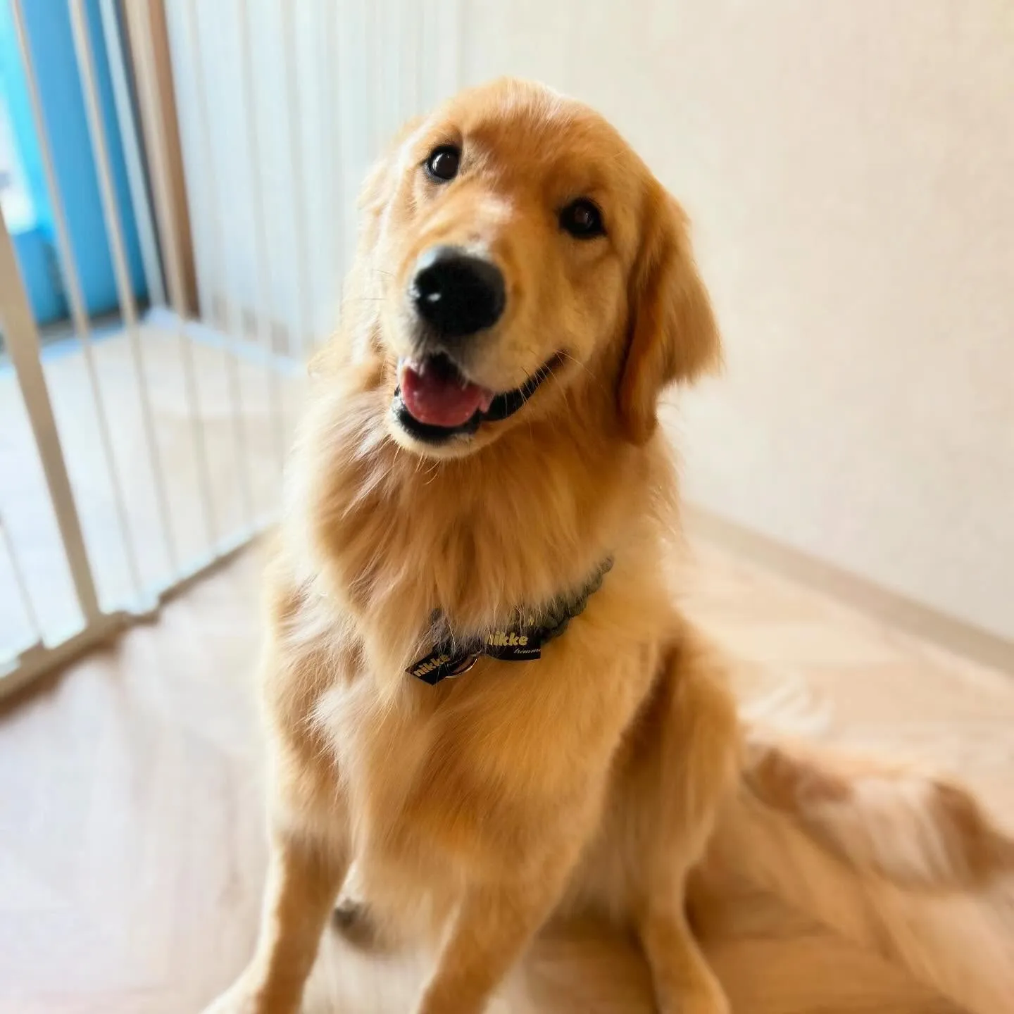 🐾成犬ファーストトリミング🐾