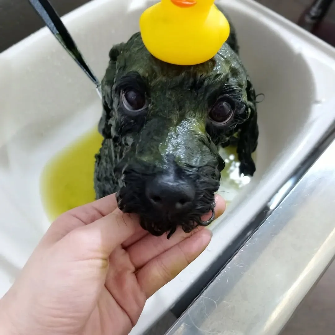 ハーブパック🌿