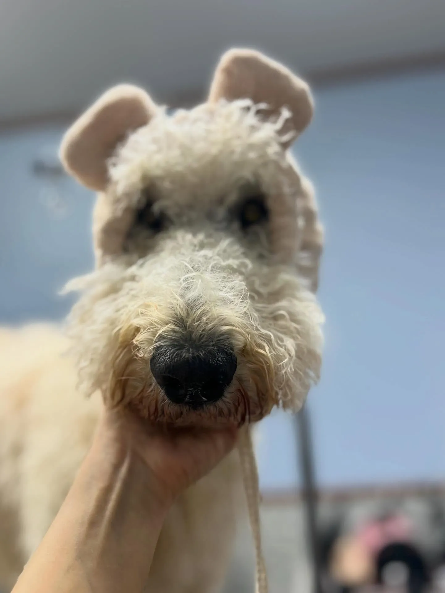 ハーブパック🌿