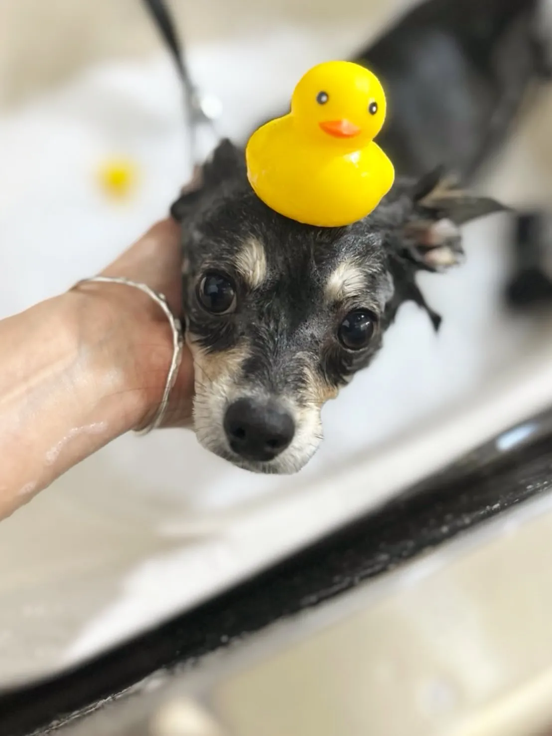 ファーストトリミング.* 🫧