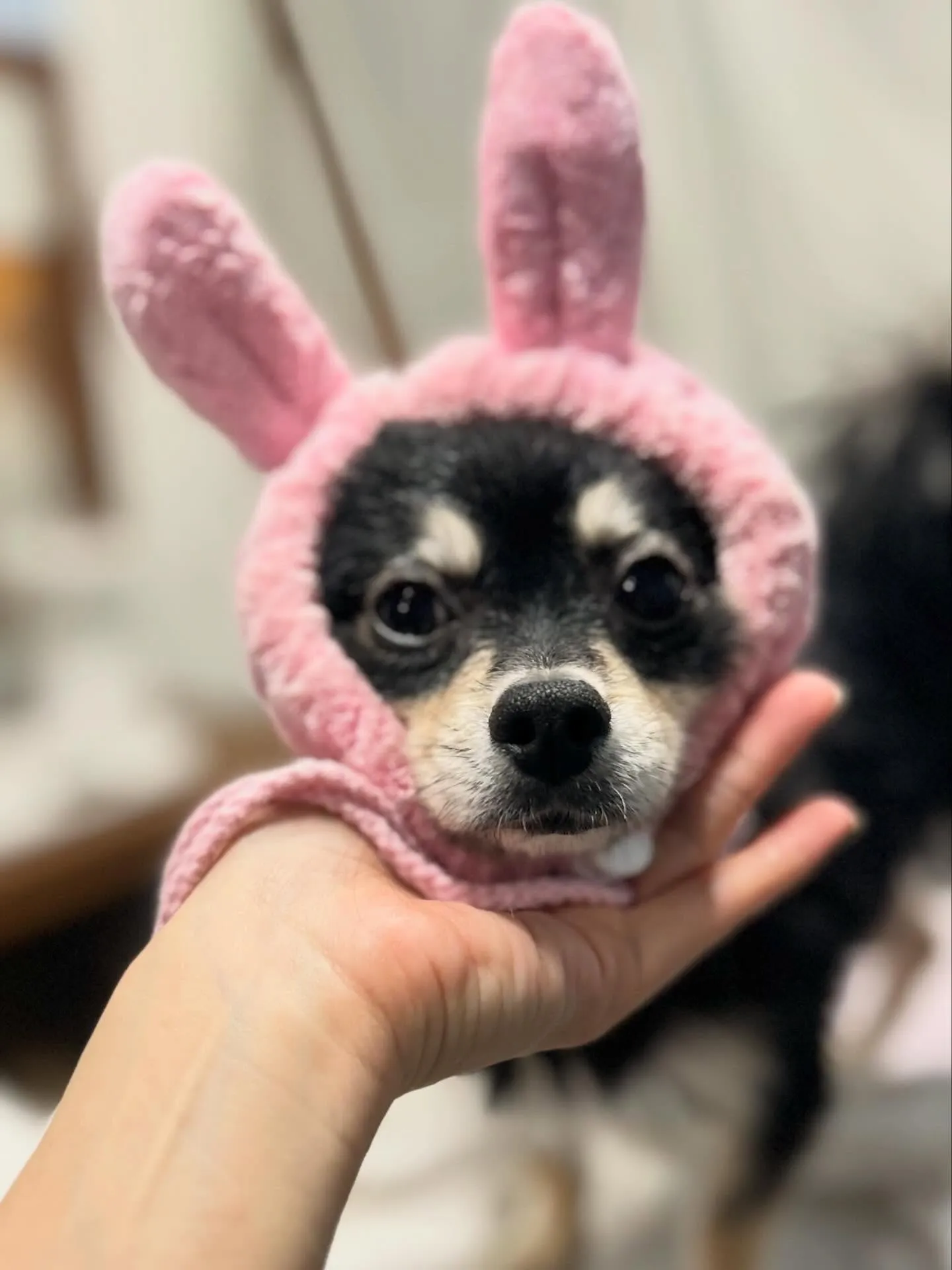 ファーストトリミング.* 🫧