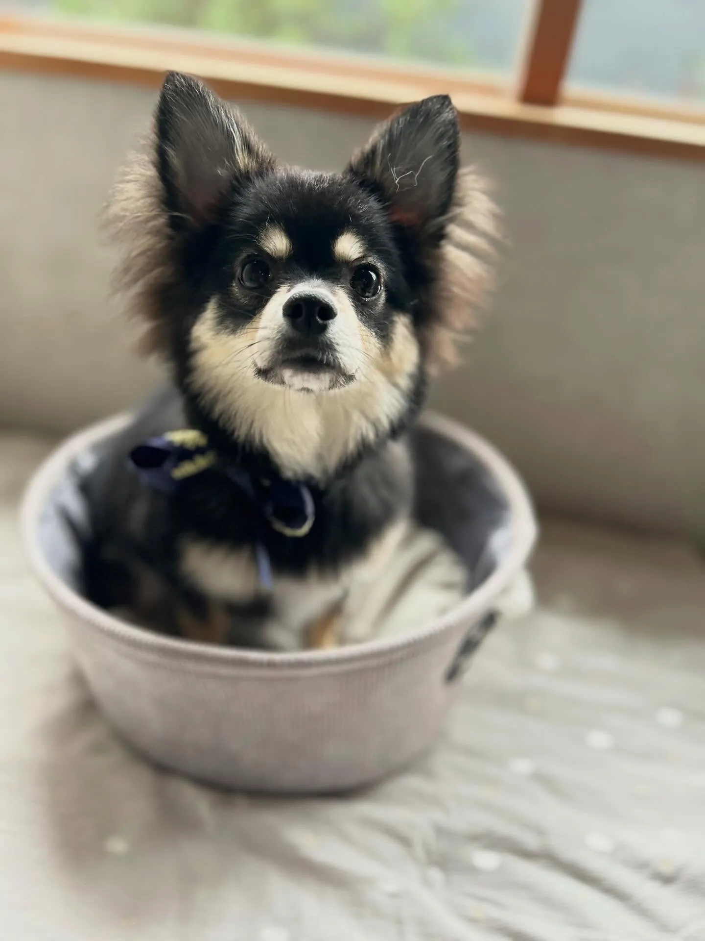 ファーストトリミング.* 🫧