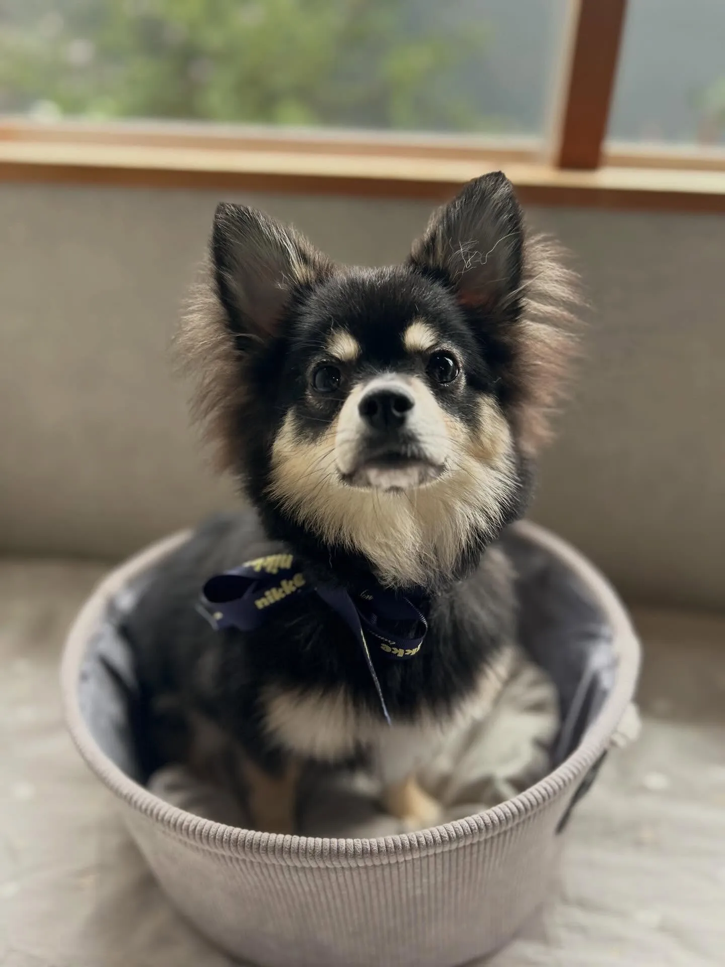 ファーストトリミング.* 🫧