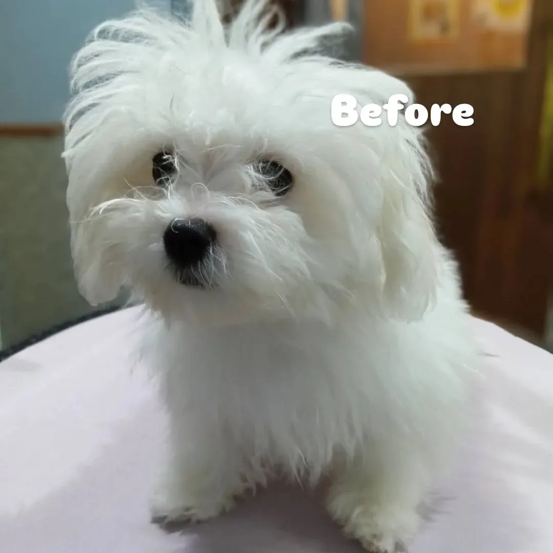 ファーストトリミング🐣