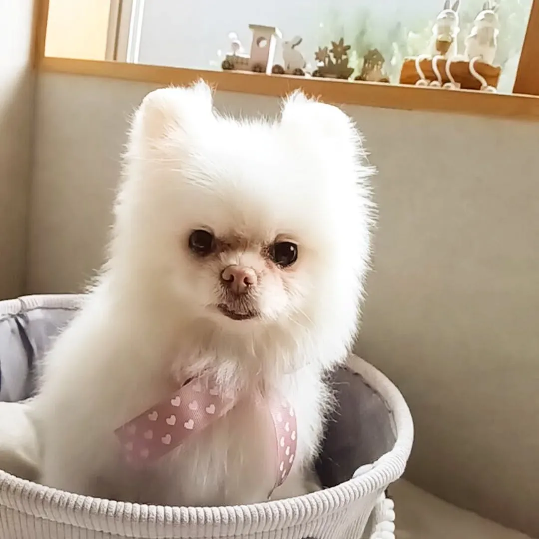 ハーブパック🌿