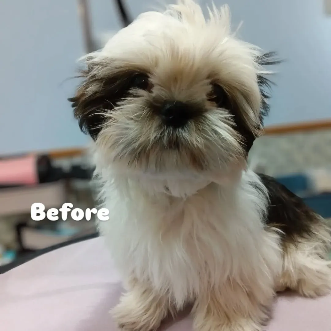 ファーストトリミング🐶✨️