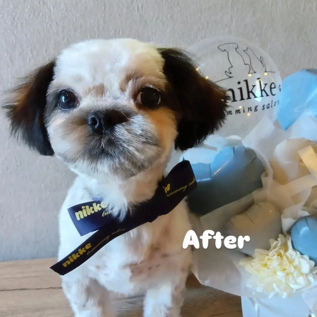 ファーストトリミング🐶✨️