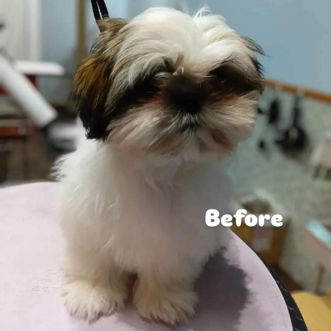 ファーストトリミング🐶✨️