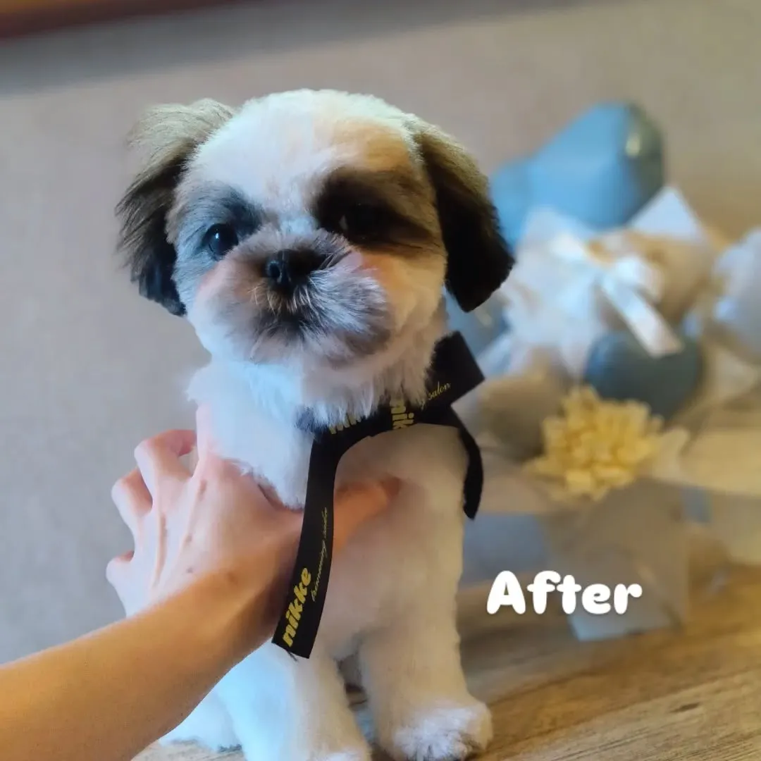 ファーストトリミング🐶✨️