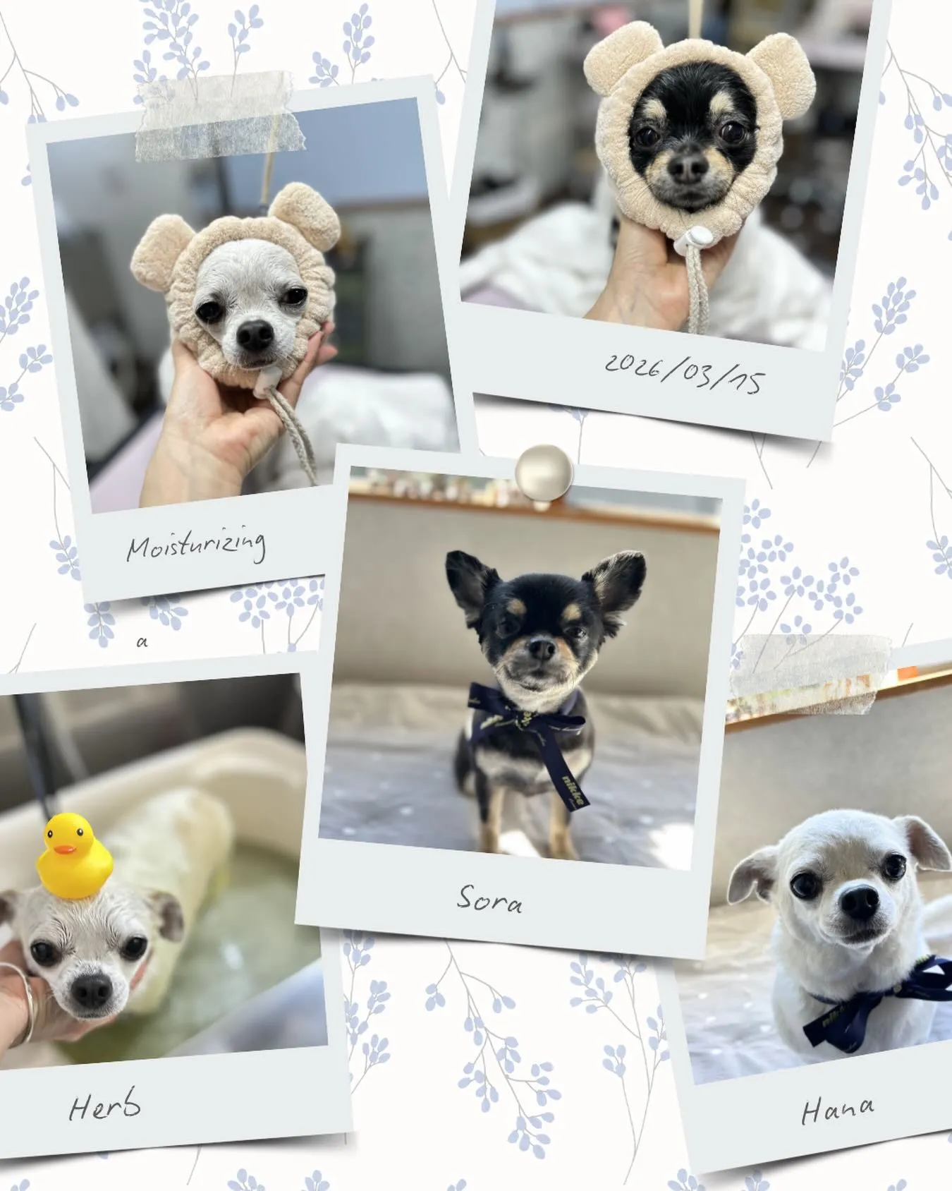 Hana &Sora𓂃٭ 𓈒𓏸