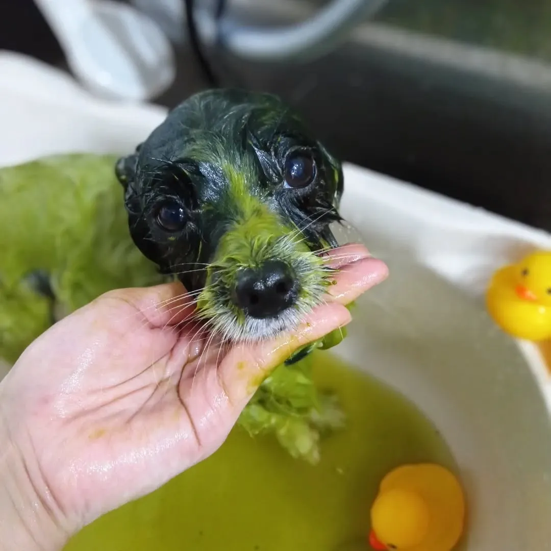 ハーブパック🌿